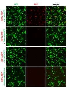 Construct validation for human/mouse HIF-1 alpha (HIF1A) shRNA Lentivirus