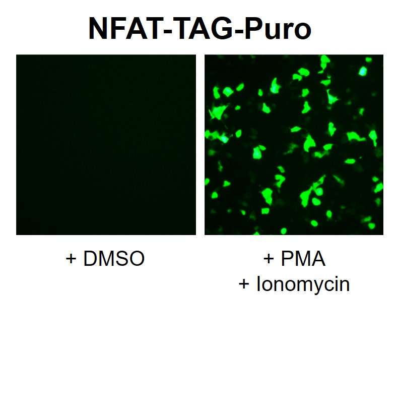 Fluorescent NFAT Reporter Lentivirus (NFAT-TAG-Puro)