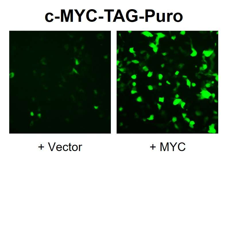 Fluorescent c-MYC reporter lentivirus (c-MYC-TAG-Puro)