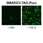 SMAD2/3 reporter lentiviral particles