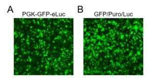 Luciferase-GFP Dual Reporter Imaging Lentivirus transduction efficiency