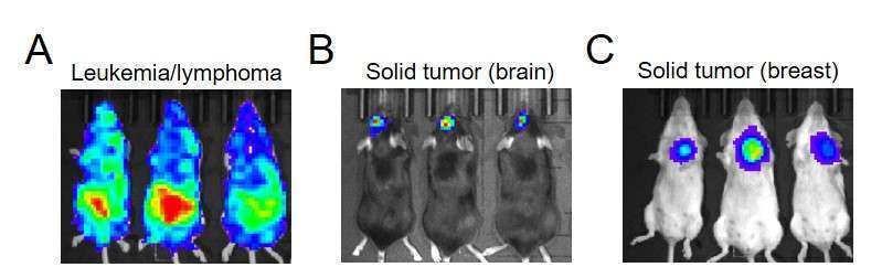Luciferase/fluorescence dual-imaging lentivirus in vivo luciferase imaging of primary tumors in mice