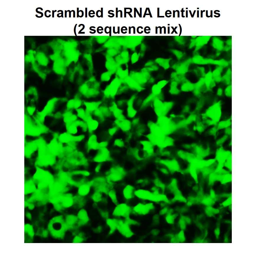Transduction of Scrambled shRNA Control Lentivirus (mixed of 2 sequences).