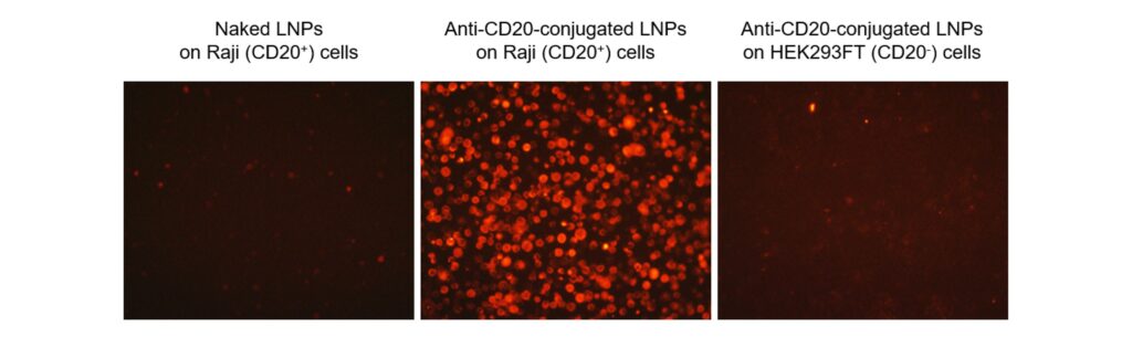 Anti-CD20 LNPs uptake in CD20+ cells in vitro shown by fluorescence microscopy of DiI label in the LNPs